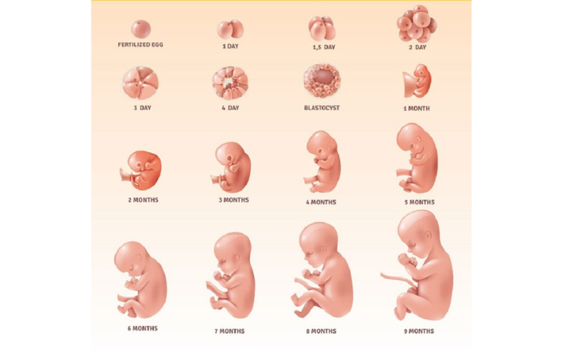 Bảng cân nặng thai nhi theo tuần tuổi chuẩn xác nhất theo WHO