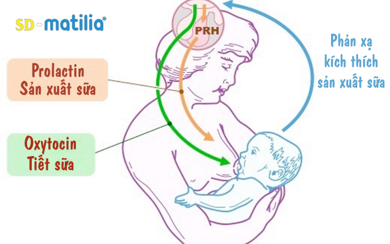 Mẹ sau sinh làm gì để lợi sữa? Sữa nào giúp mẹ sau sinh lợi sữa?