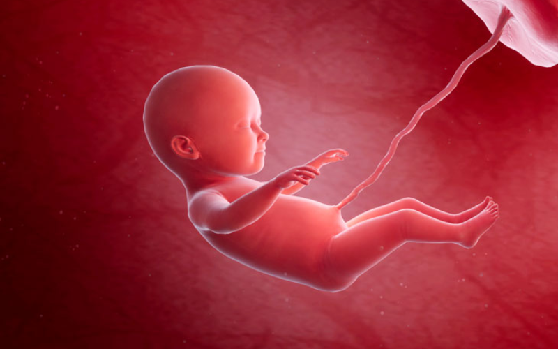 Tam cá nguyệt thứ hai (từ tuần 13 đến tuần 26)