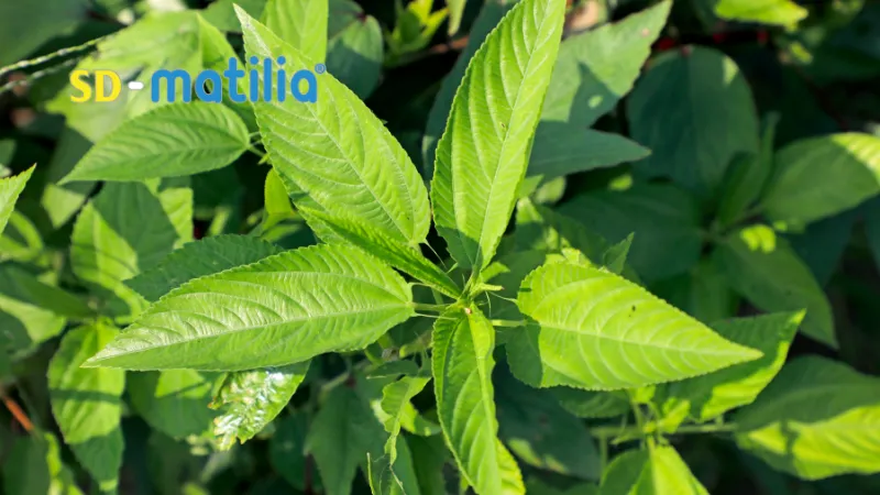 Ăn gì để nhiều sữa: Rau đay