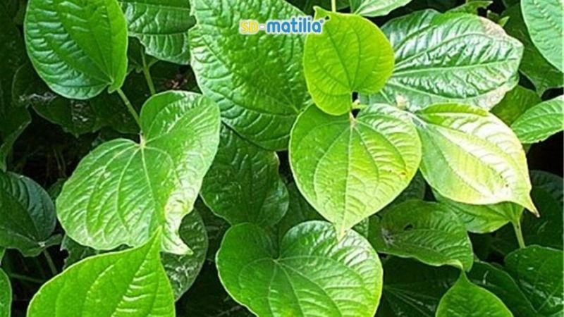 10 Loại Thực Phẩm Gây Mất Sữa Sau Sinh Mà Các Mẹ Cần Tránh